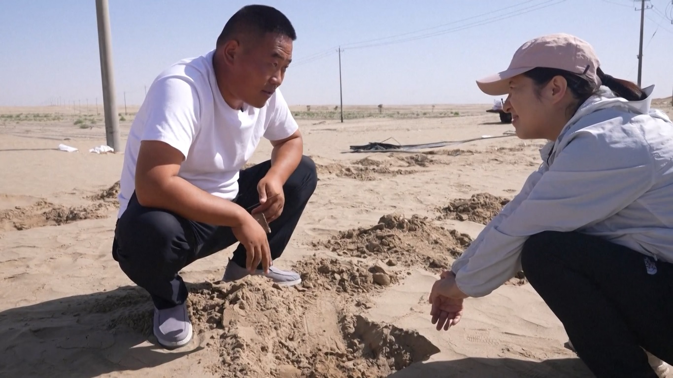 Sabuk Hijau Buatan Manusia Berhasil Ubah Gurun Taklimakan, Memungkinkan Petani Budidaya Tanaman