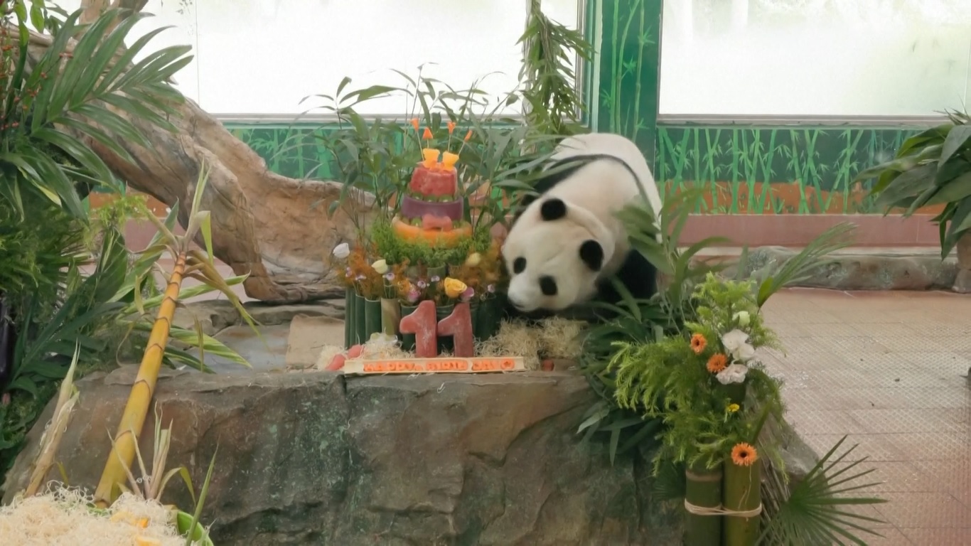 Bagi panda
