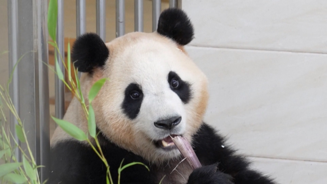 Fu Bao adalah panda yang ekstrovert karena ia sering berjalan-jalan di kandang luar dan menyapa rekan-rekannya yang tinggal di sebelahnya