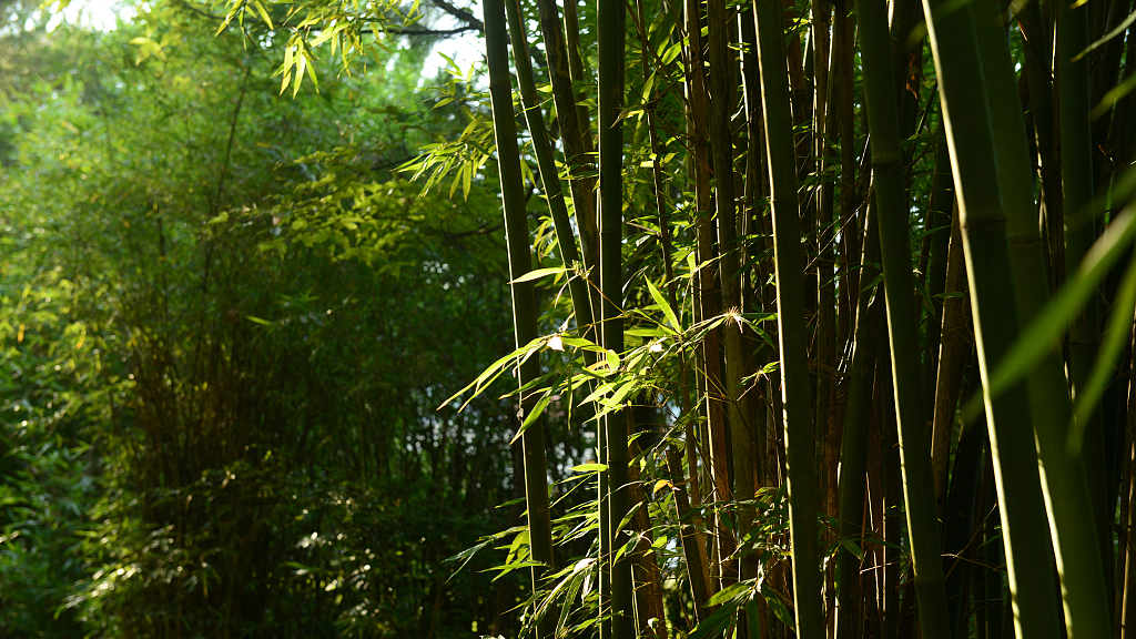 Xi Jinping sejak didirikan Organisasi Bambu dan Rotan Internasional (INBAR)  telah berkomitmen untuk perlindungan pengembangan dan pemanfaatan sumber daya bambu dan rotan