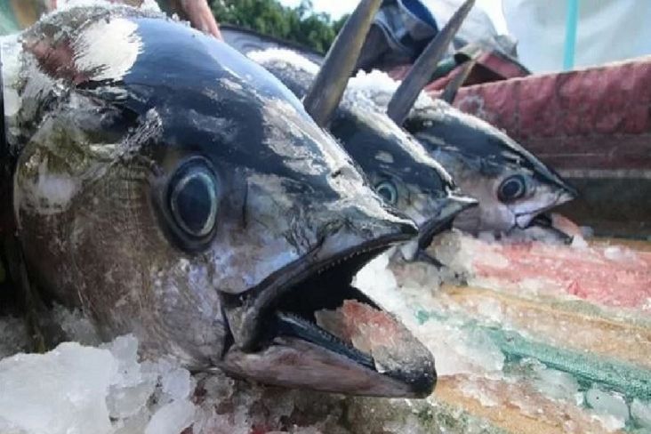 PT Perikanan Indonesia telah memperkuat jaringannya dengan menandatangani nota kesepahaman dengan enam perusahaan Tiongkok Langkah itu menjadi sejarah bagi PT Perikanan di ajang World Seafood Shanghai 2023