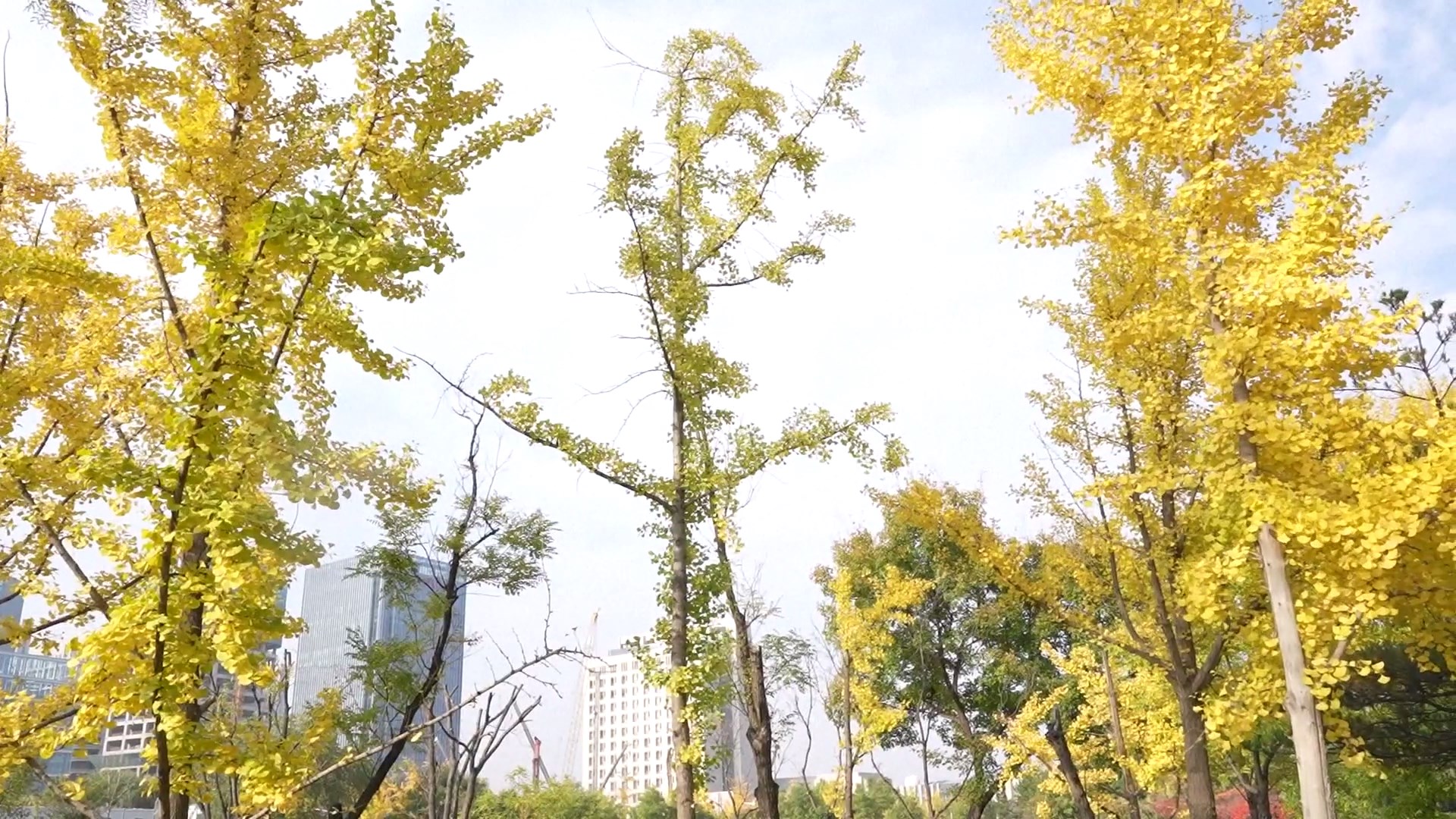Sebuah kebun binatang di Taiyuan