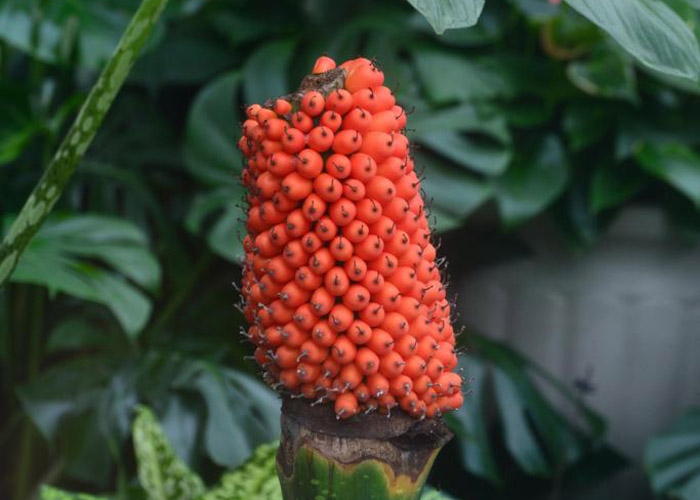 Dua bunga bangkai raksasa di Kebun Raya Nasional Tiongkok di Beijing menghasilkan biji