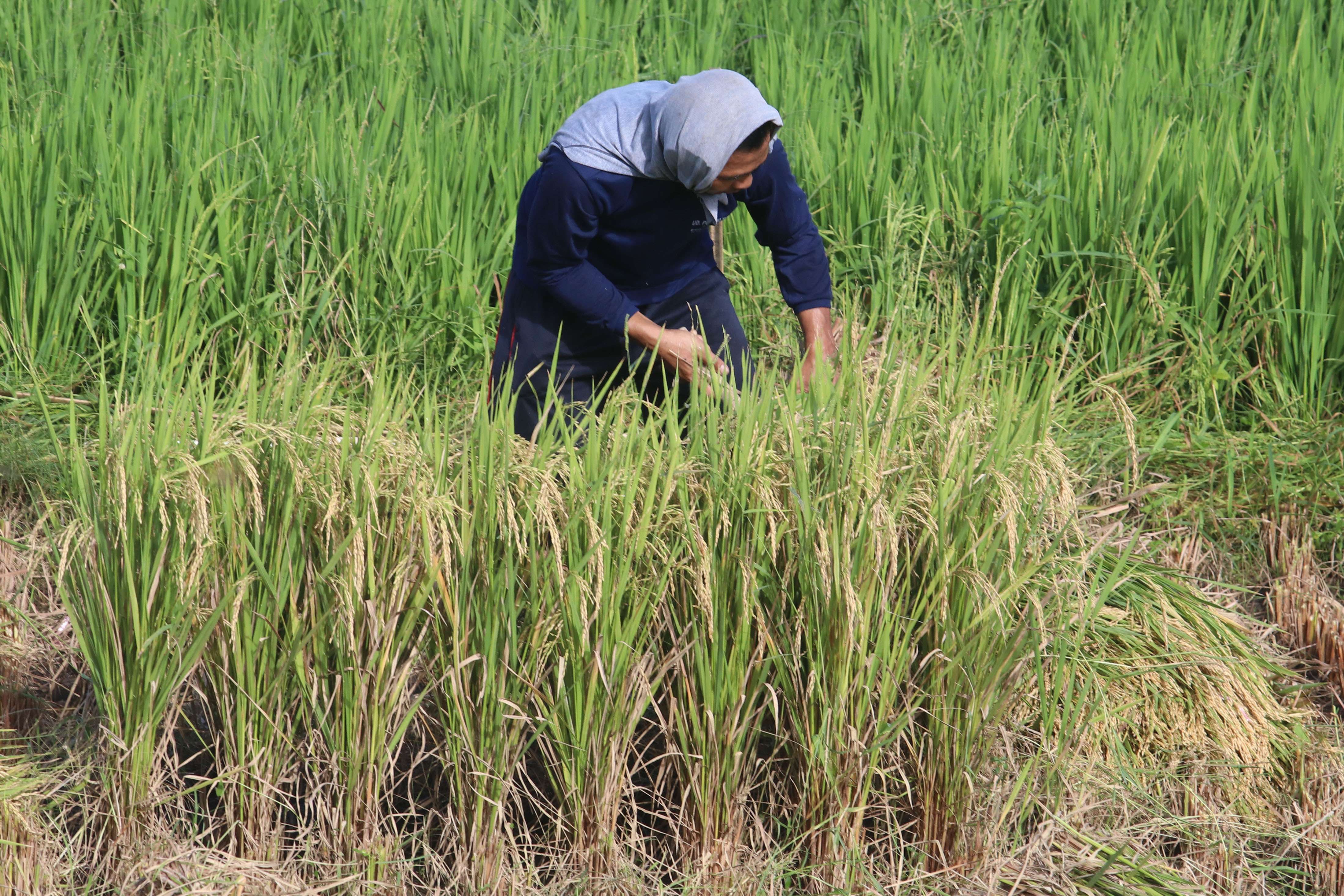 Produksi beras nasional sepanjang 2024 diperkirakan mencapai 31