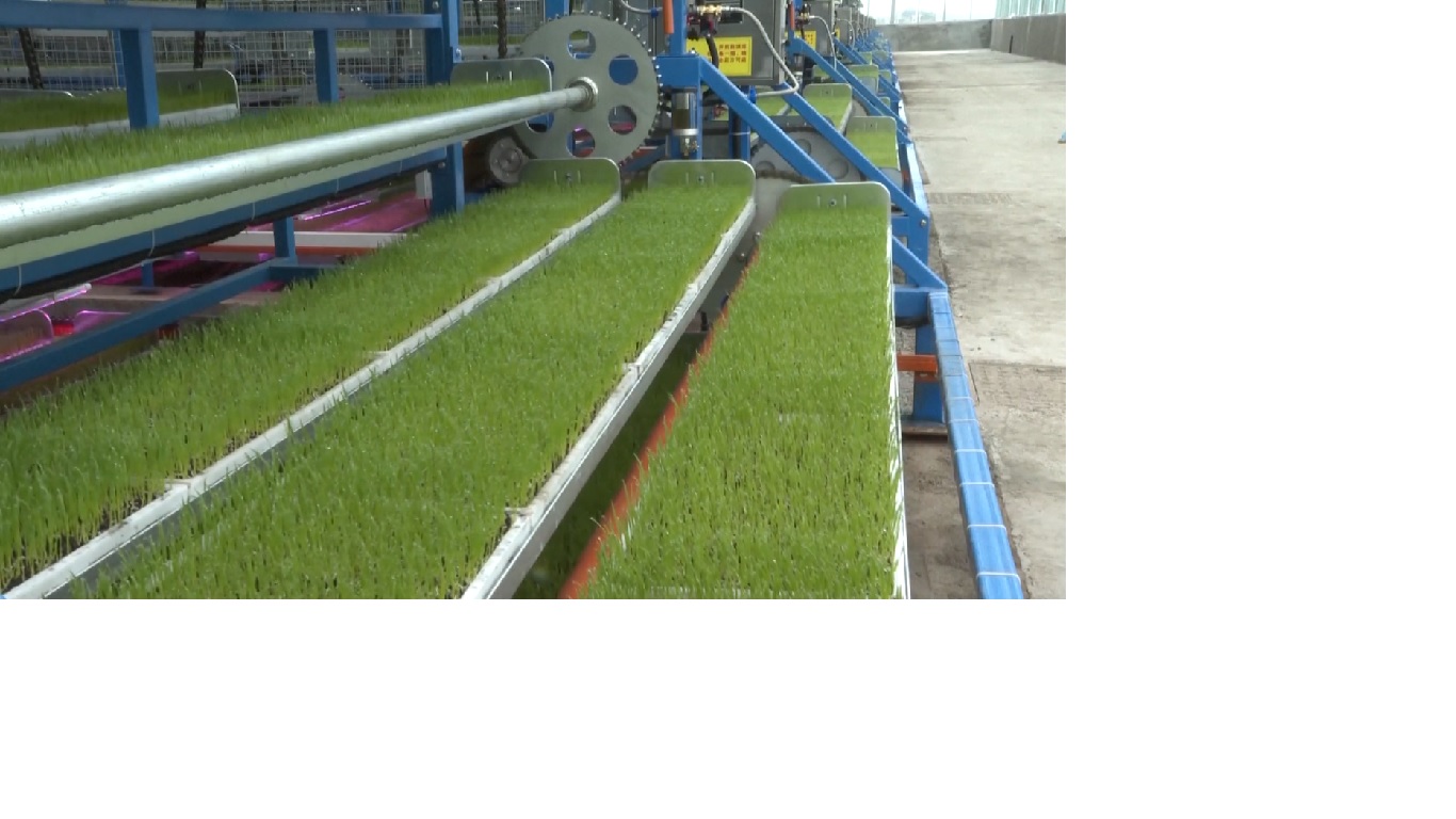 Di Kotapraja Chongqing