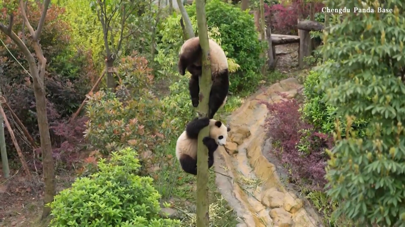 Lucunya Anak Panda Pamer Kemampuan Memanjat dan Terlibat dalam Permainan Berkelahi Akrobatik di Atas Pohon