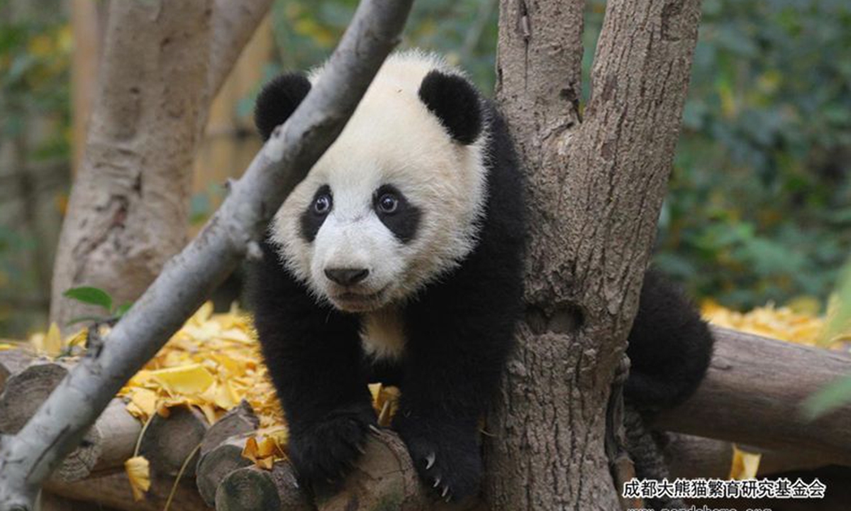 Di platform media sosial Sina Weibo