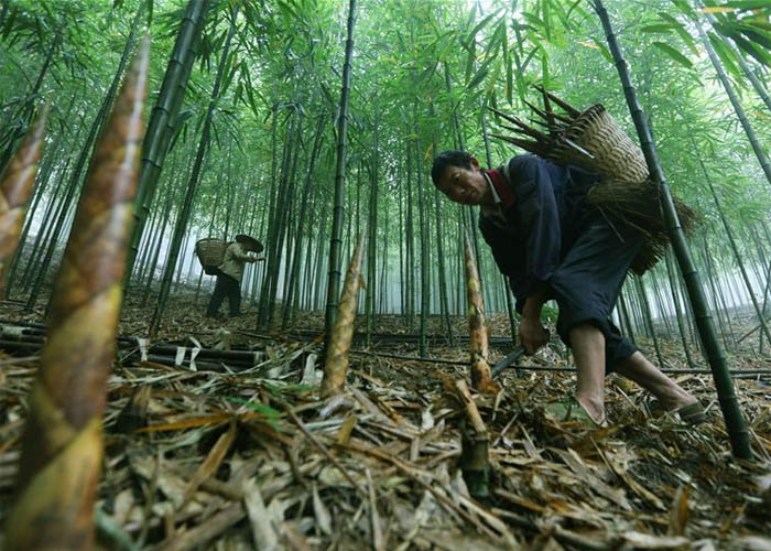 Industri bambu persegi di Tiongkok turut berperan dalam percepatan pembangunan pedesaan di Provinsi Guizhou
