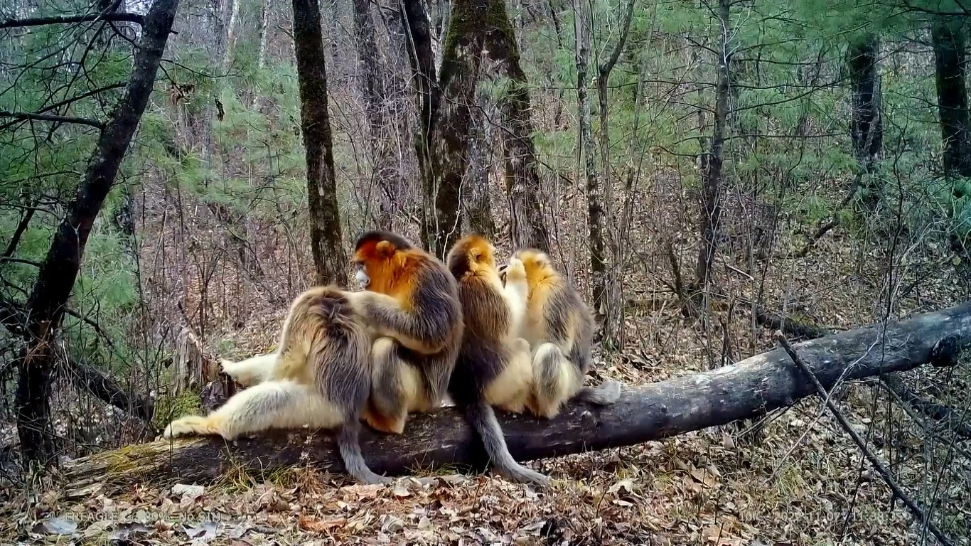 AI Tingkatkan Perlindungan terhadap Monyet Hidung Pesek Emas yang Terancam Punah
