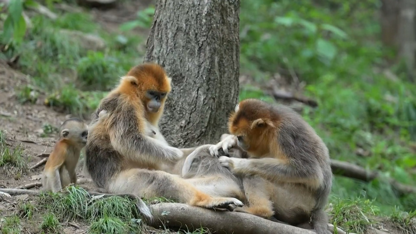 Cagar Alam di Barat Laut Tiongkok Catat Rekor Ledakan Kelahiran Monyet Emas Berhidung Pesek