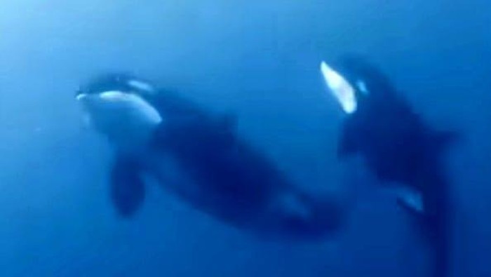 Kemunculan paus orca atau paus pembunuh di Laut Bolaang Mogondow Selatan (Bolsel)