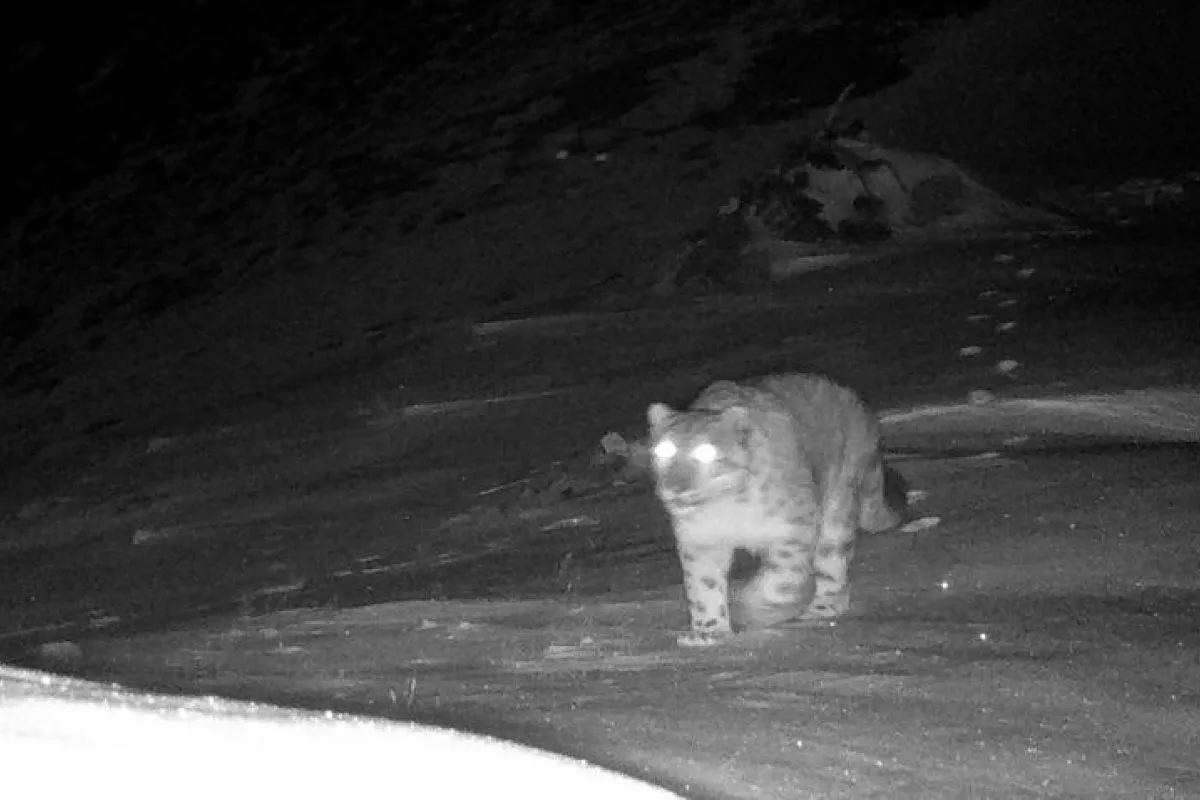 Dikenal sebagai raja pegunungan salju macan tutul salju berada di bawah perlindungan nasional kelas satu di Tiongkok