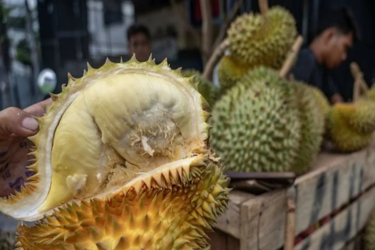 Parigi Moutong memiliki lahan produktif khusus pertanian durian seluas 3833 hektare dengan jumlah produksi per tahun mencapai 305419 ton