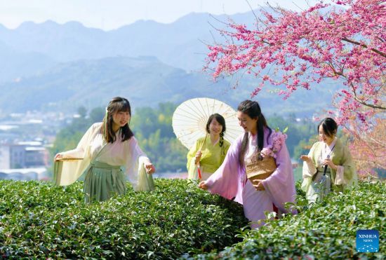 Ada yang menarik di kebun teh di Kota Yongfu