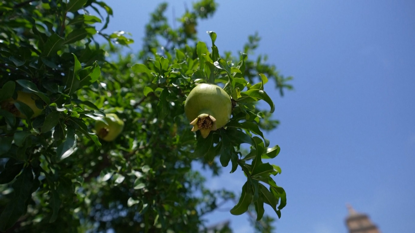 Di antara hadiah-hadiah berharga yang dibawanya kembali ke Tiongkok adalah biji buah delima