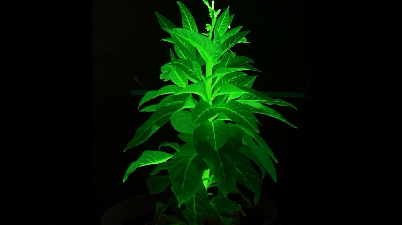 Rekayasa Genetika Ciptakan Tanaman Bercahaya, Membawa Dunia "Avatar" Lebih Dekat menuju Kenyataan