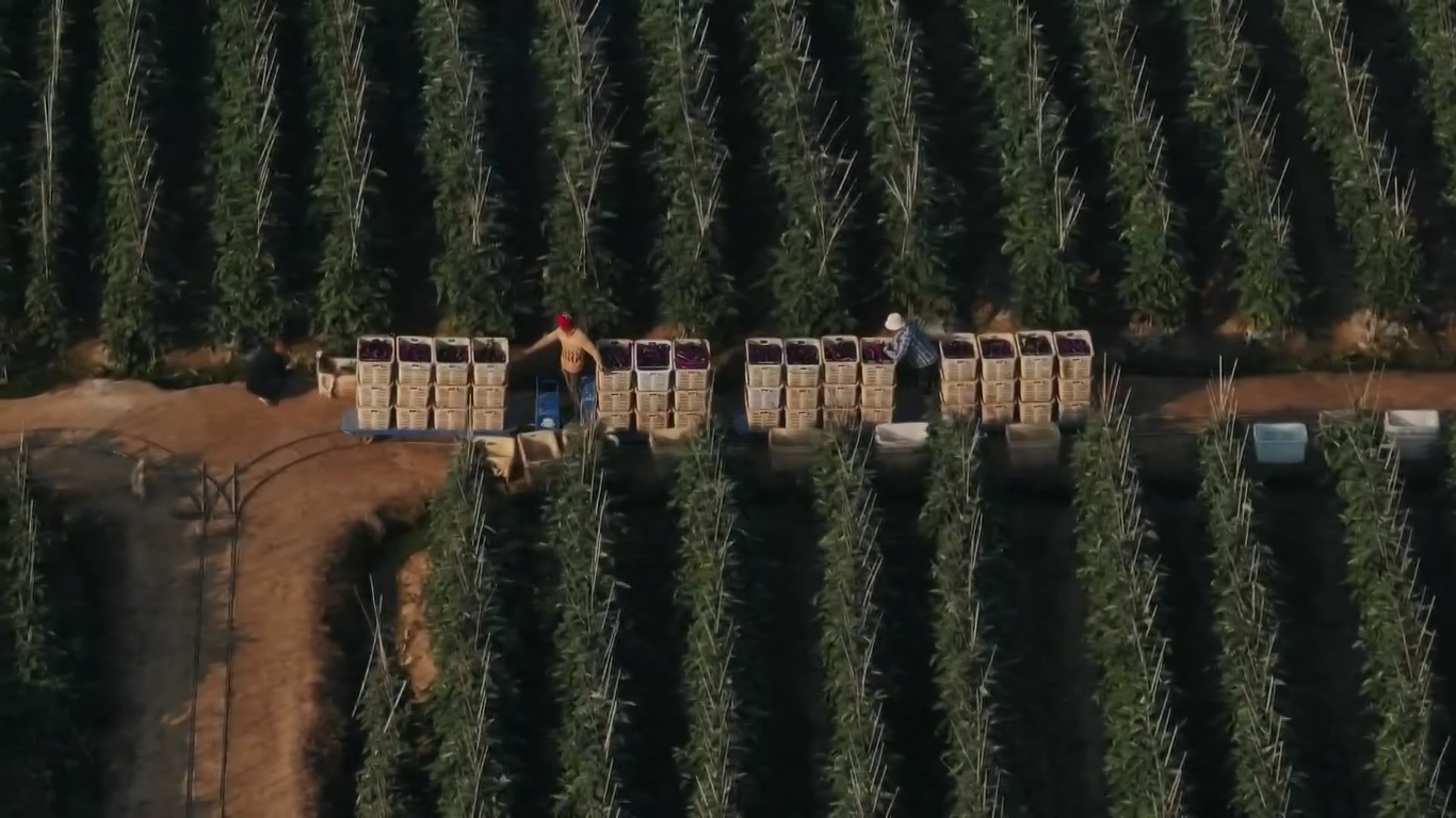 Di pangkalan penanaman sayur-sayuran di Kota Mengding