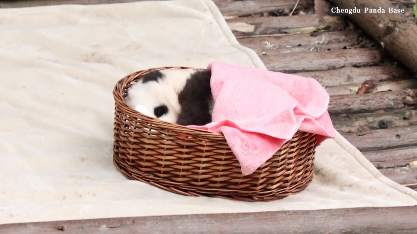 Penjaganya menyelimuti anak panda hitam-putih yang gemuk itu dengan selimut merah muda dan dengan hati-hati memindahkan tempat tidurnya ke tempat yang lebih datar
