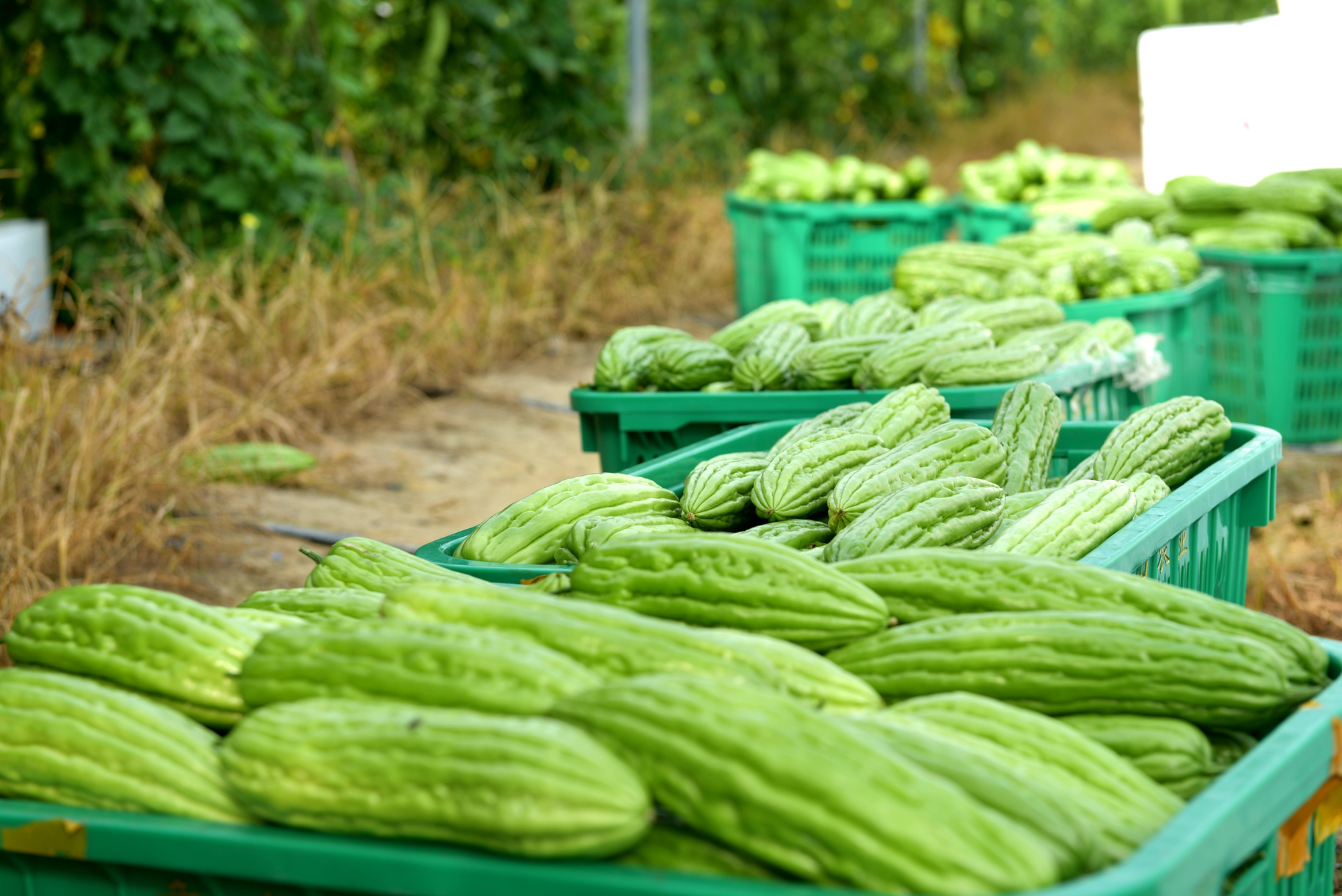 Dalam beberapa tahun terakhir Kota Fengmu telah memanfaatkan sumber daya lokalnya untuk mengembangkan pertanian yang sangat efisien mendorong penyesuaian pertanian dan memperluas ke bidang-bidang baru seperti budidaya pare