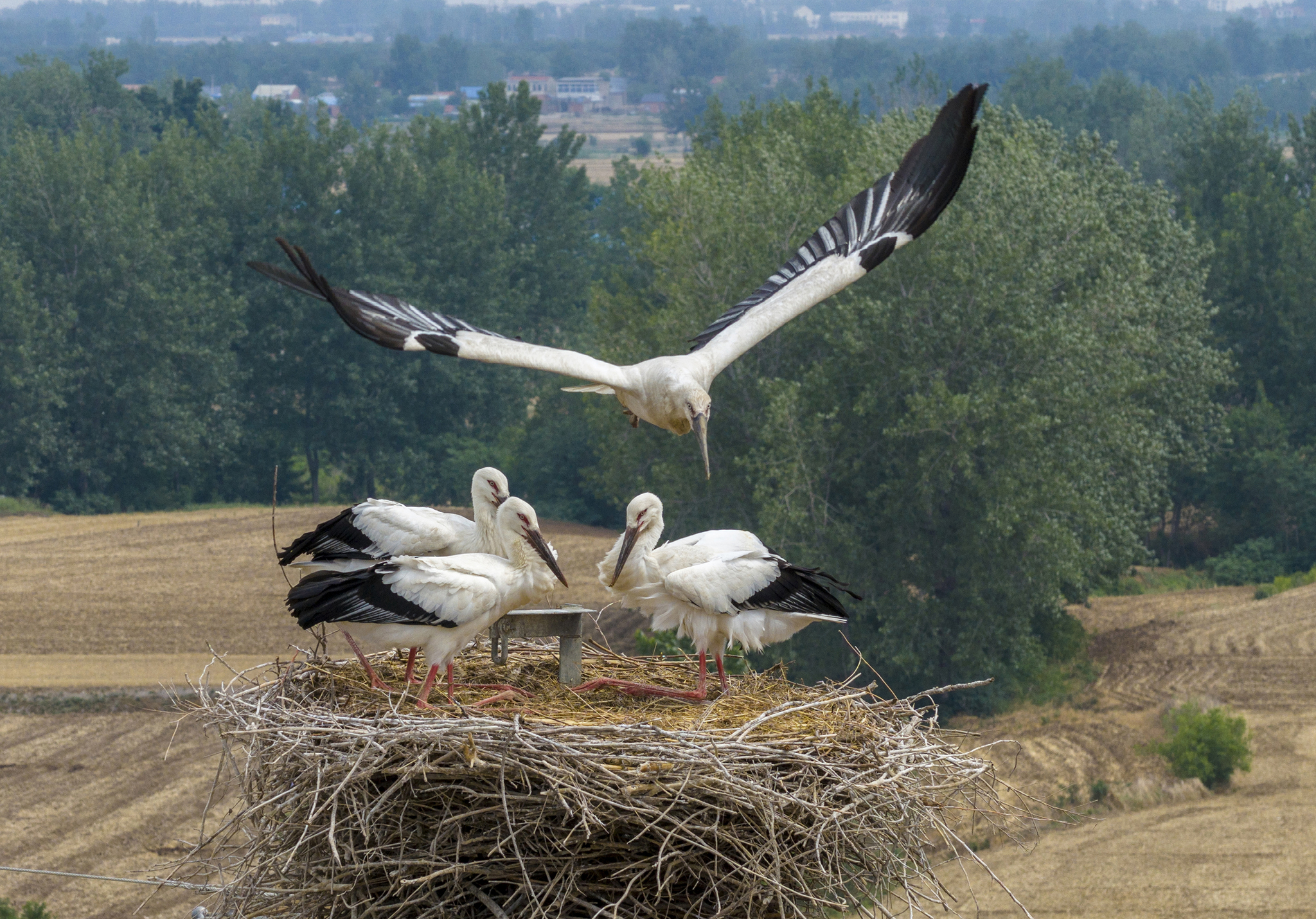Dalam beberapa tahun terakhir semakin banyak spesies burung langka kini menjadikan daerah tersebut sebagai rumah permanen mereka