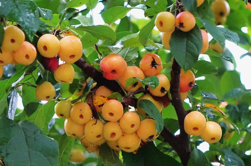 Apel Kepiting Mencerahkan Musim Gugur di Taman Lahan Basah Qingdao