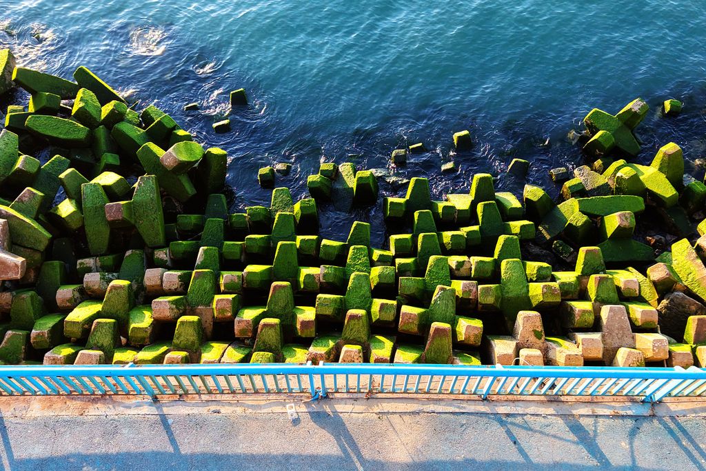 Beberapa ganggang secara alami menempel dan tumbuh di pemecah gelombang