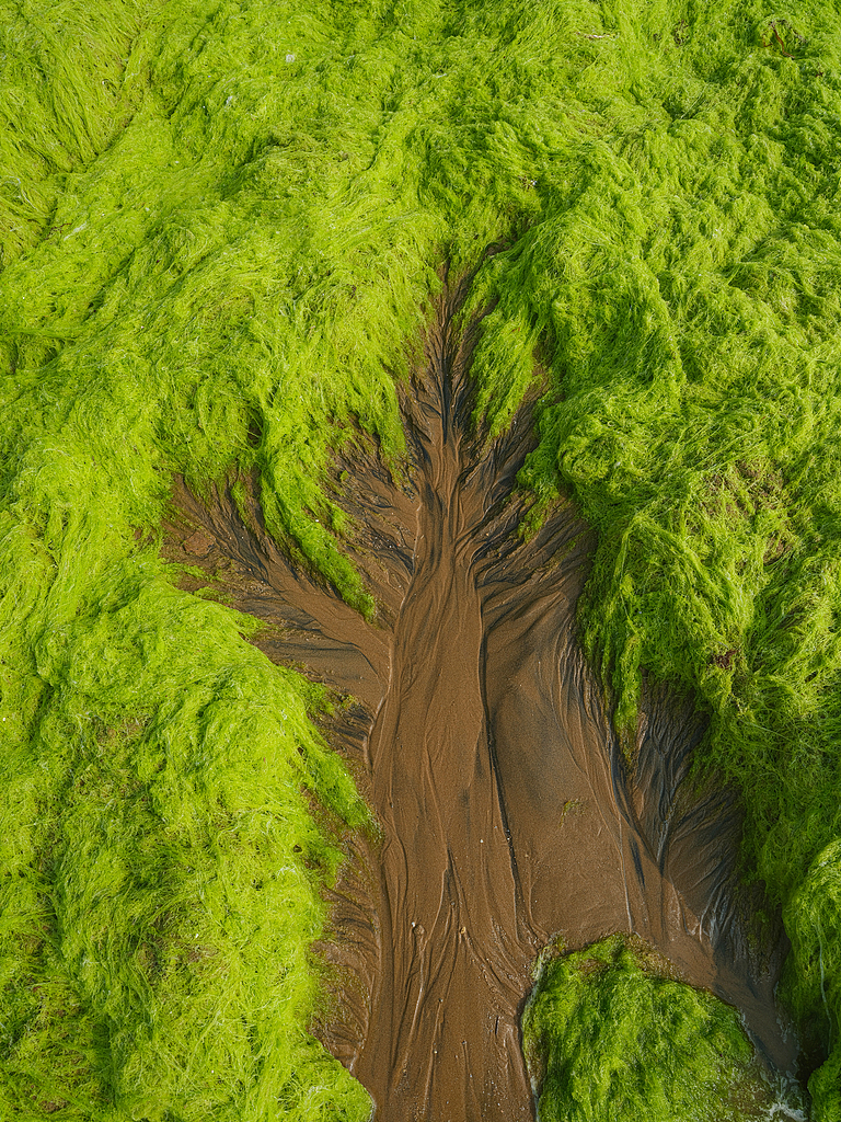 Melihat Selada Tali 'Pohon Pasang Surut' di Qingdao