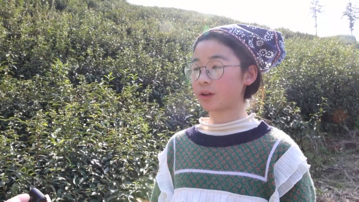 Universitas Sains dan Teknologi Zhejiang mengembangkan robot pemetik teh di Kota Hangzhou