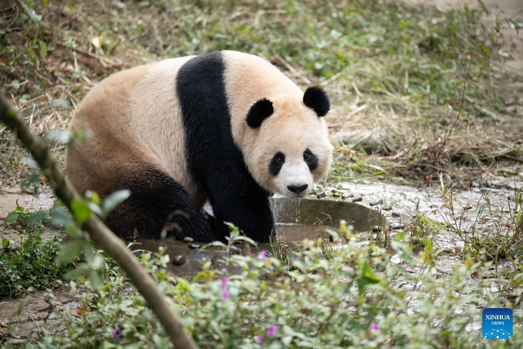 Dua panda raksasa meninggalkan tempat penangkaran mereka di Provinsi Sichuan