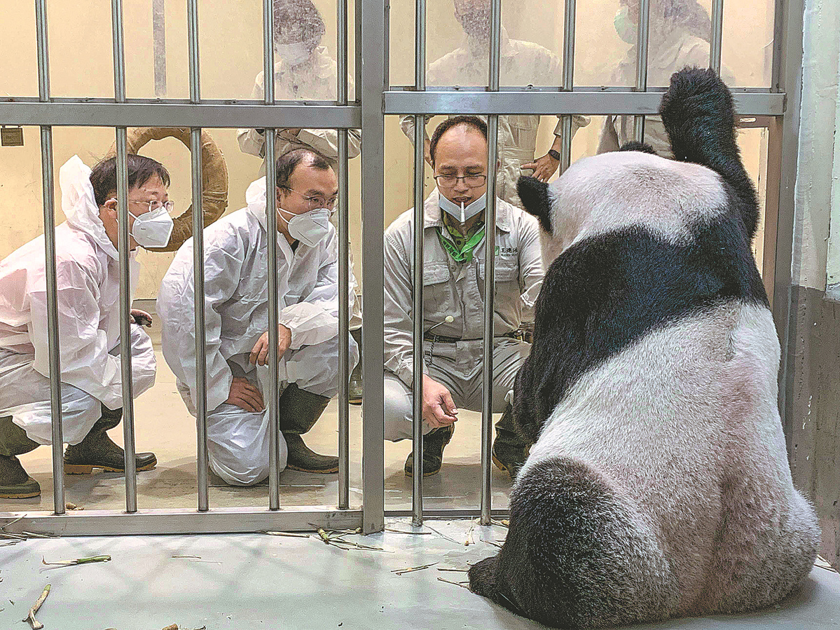 Panda jantan berusia 18 tahun salah satu dari dua panda raksasa yang diberikan oleh Tiongkok daratan ke Taiwan pada tahun 2008 mati pada Sabtu 19 November lalu di  Kebun Binatang Taipei Taiwan