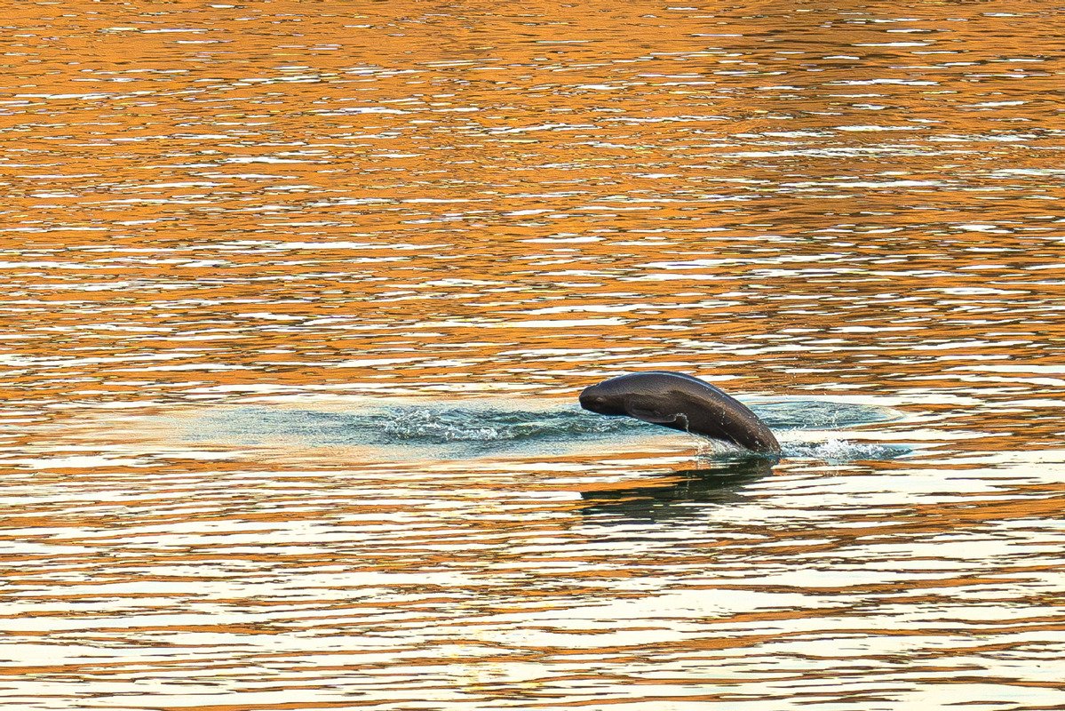 Larangan Penangkapan Ikan Menghidupkan Kembali Lumba-lumba Tanpa Sirip Yangtze