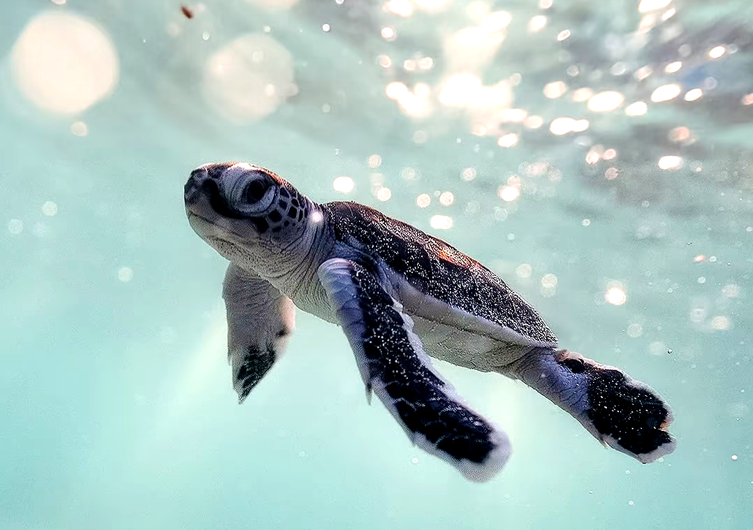 Penyu Hijau Kembali ke Rumah untuk Bersarang Seiring Membaiknya Lingkungan di Kepulauan Xisha