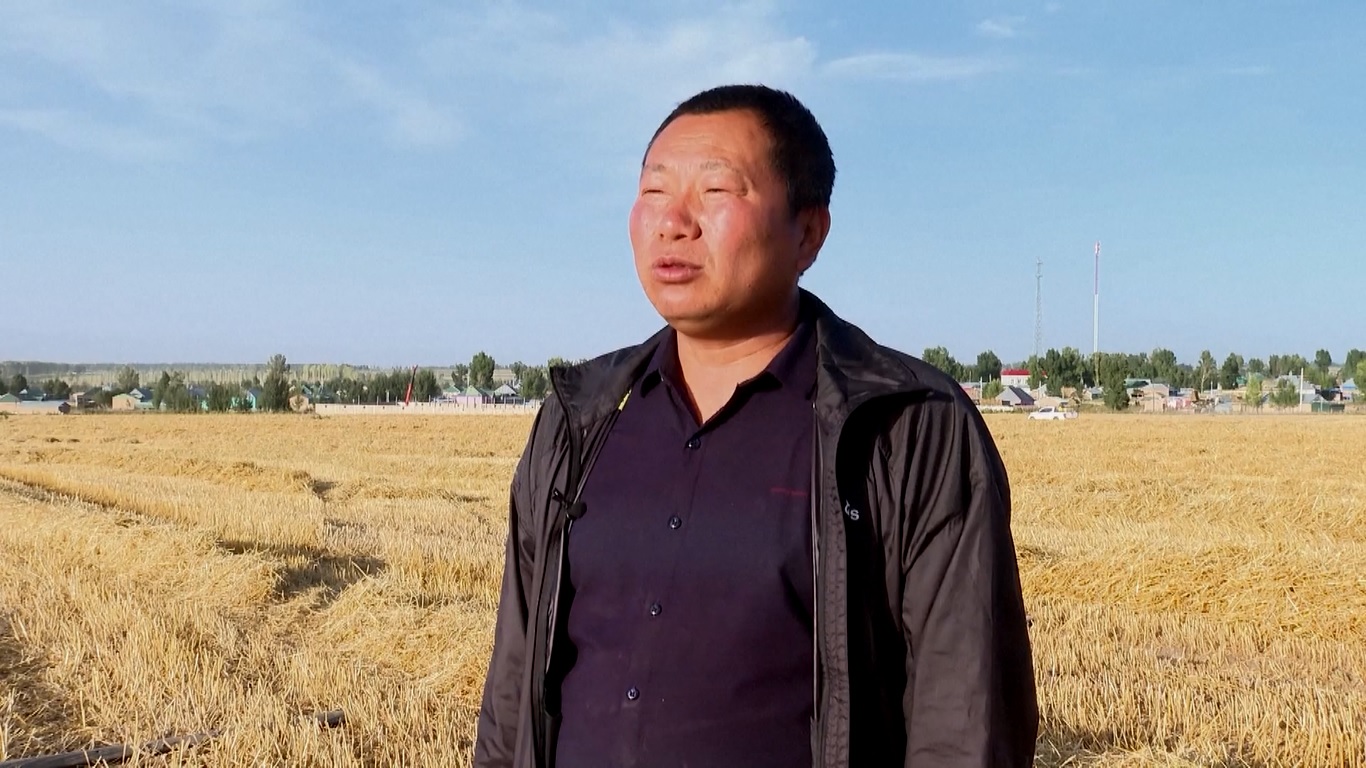 Panen Gandum dan Jagung sedang Berlangsung di Xinjiang