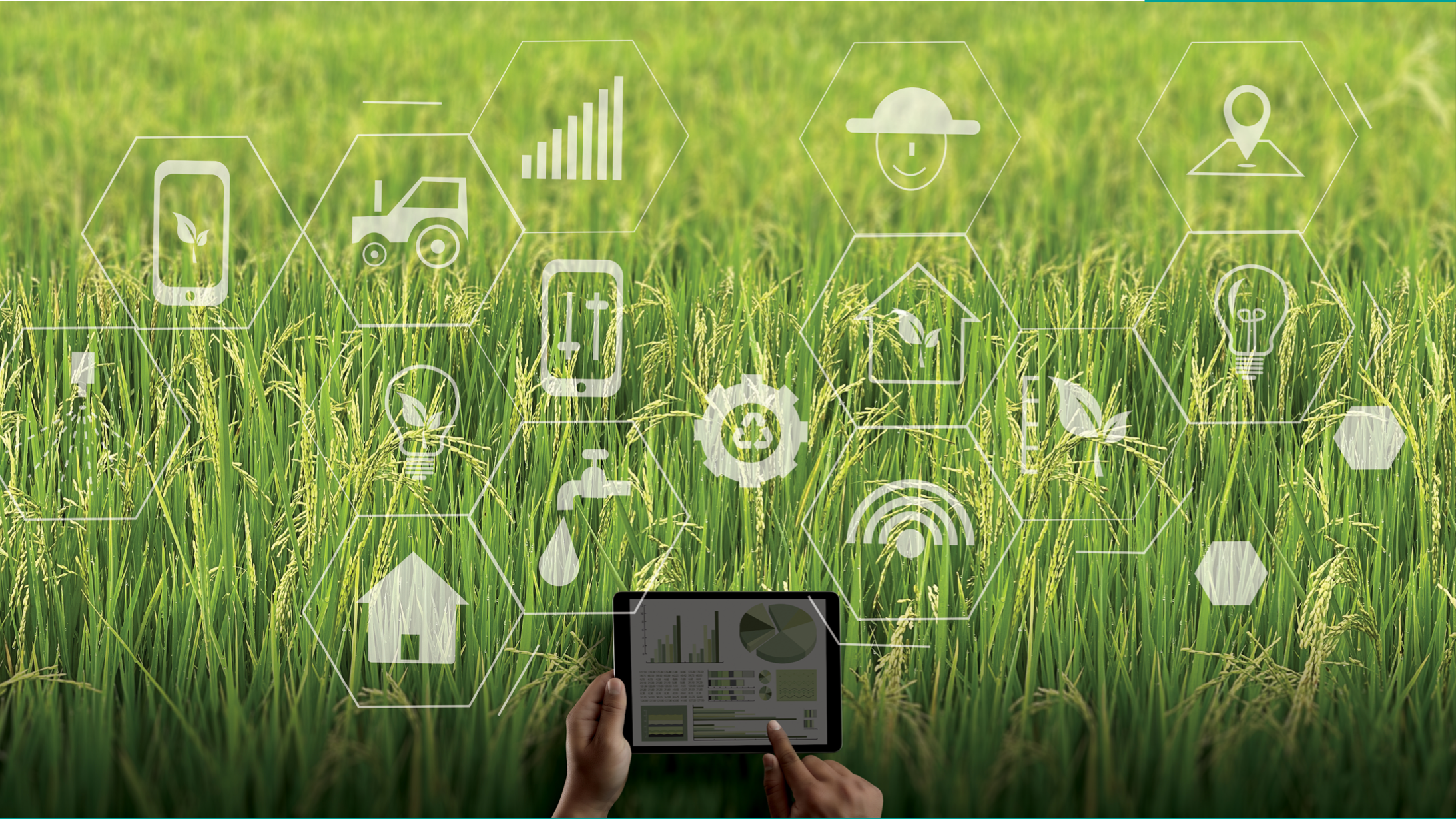 AI (Artificial Intelegent) dapat membantu mengenali penyakit dan mempercepat proses diagnosis