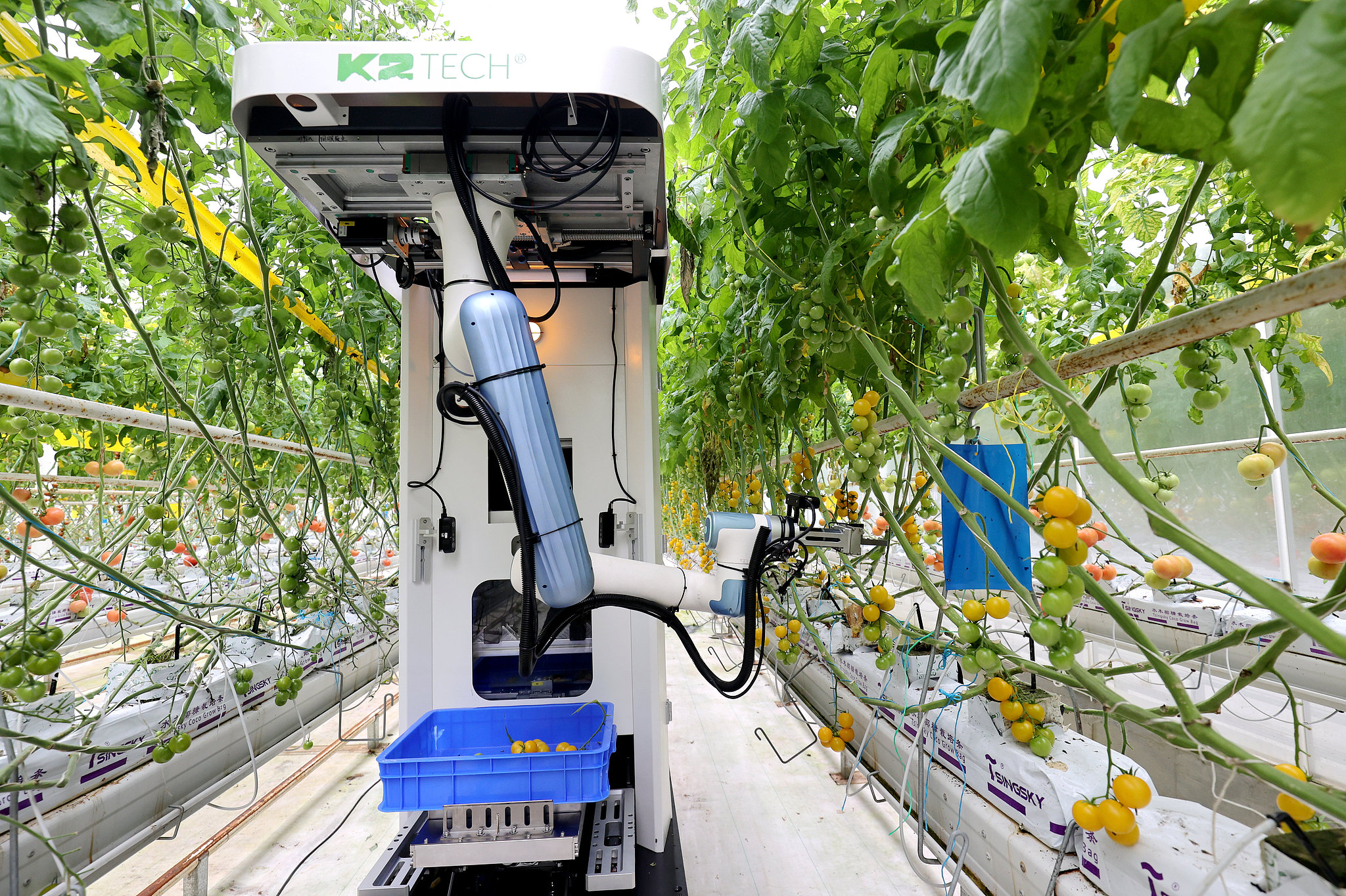 Melindungi tanaman dari hama dan patogen bukan hanya masalah pertanian