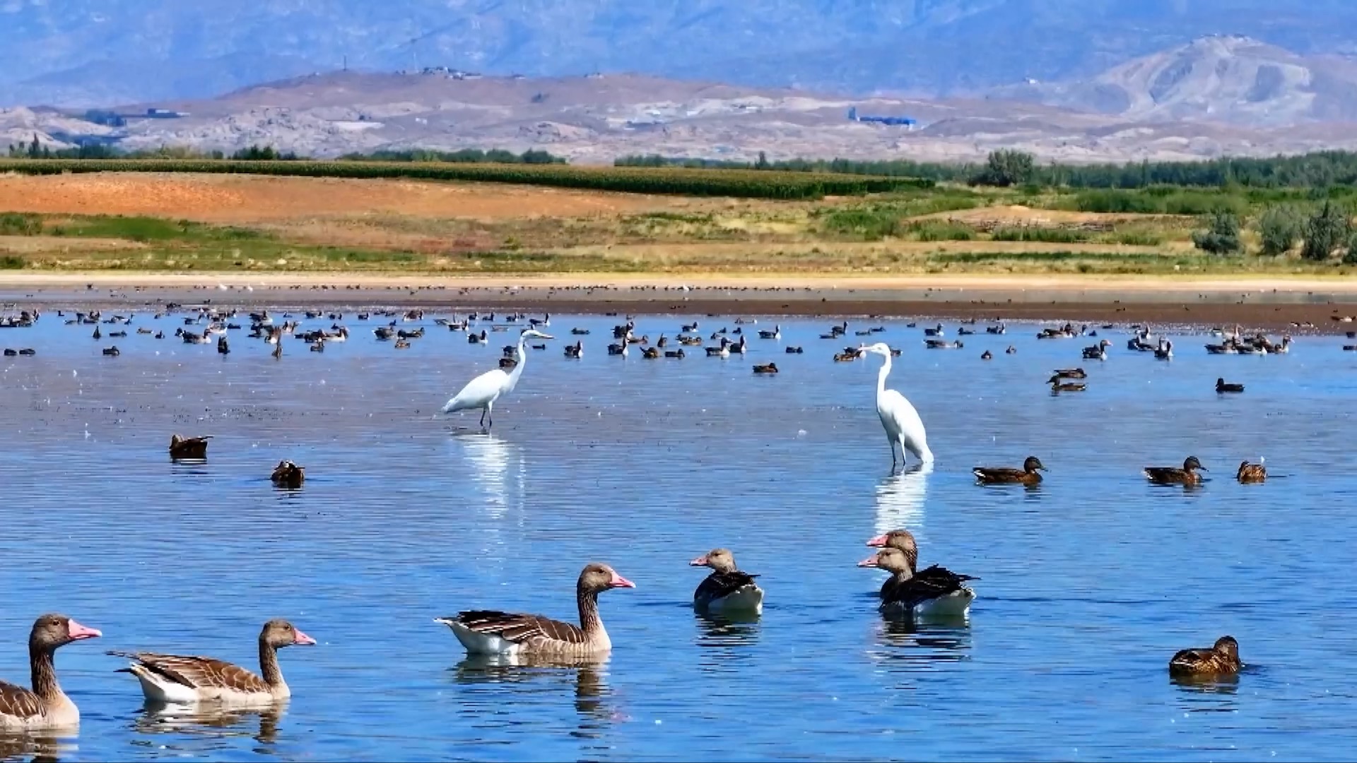 Burung-Burung yang Bermigrasi Singgah di Waduk Xinjiang