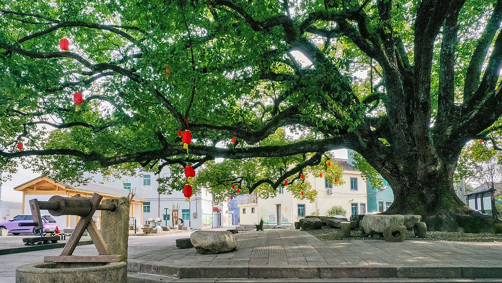 Peraturan tersebut mendefinisikan pohon tua sebagai pohon yang berusia lebih dari 100 tahun