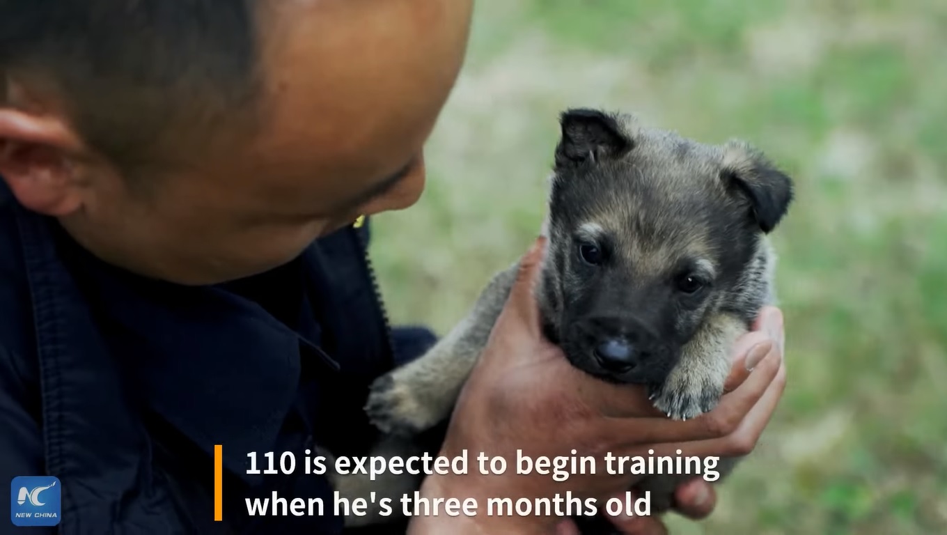 Sepasang anjing kepolisian terlatih yang telah berpengalaman membantu penegakkan hukum di Yunnan