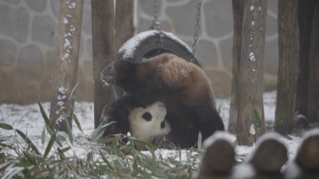 Tiga panda raksasa terlihat bersenang-senang setelah salju menyelimuti Pusat Penelitian Panda Raksasa Qinling di Kota Xi'an