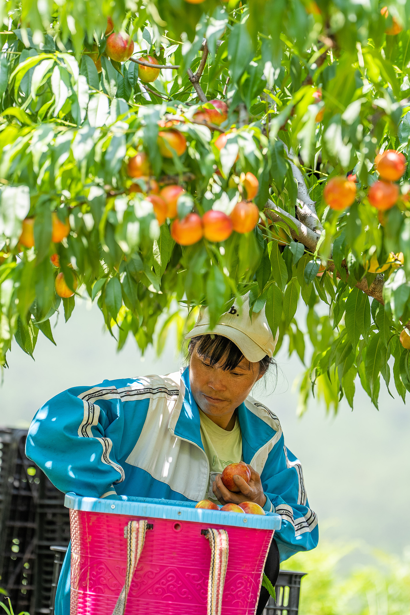 Dengan mengandalkan kondisi geografis dan iklim setempat yang mendukung pemerintah setempat telah membimbing penduduk untuk menanam lebih 200 hektar nektarin berkualitas tinggi