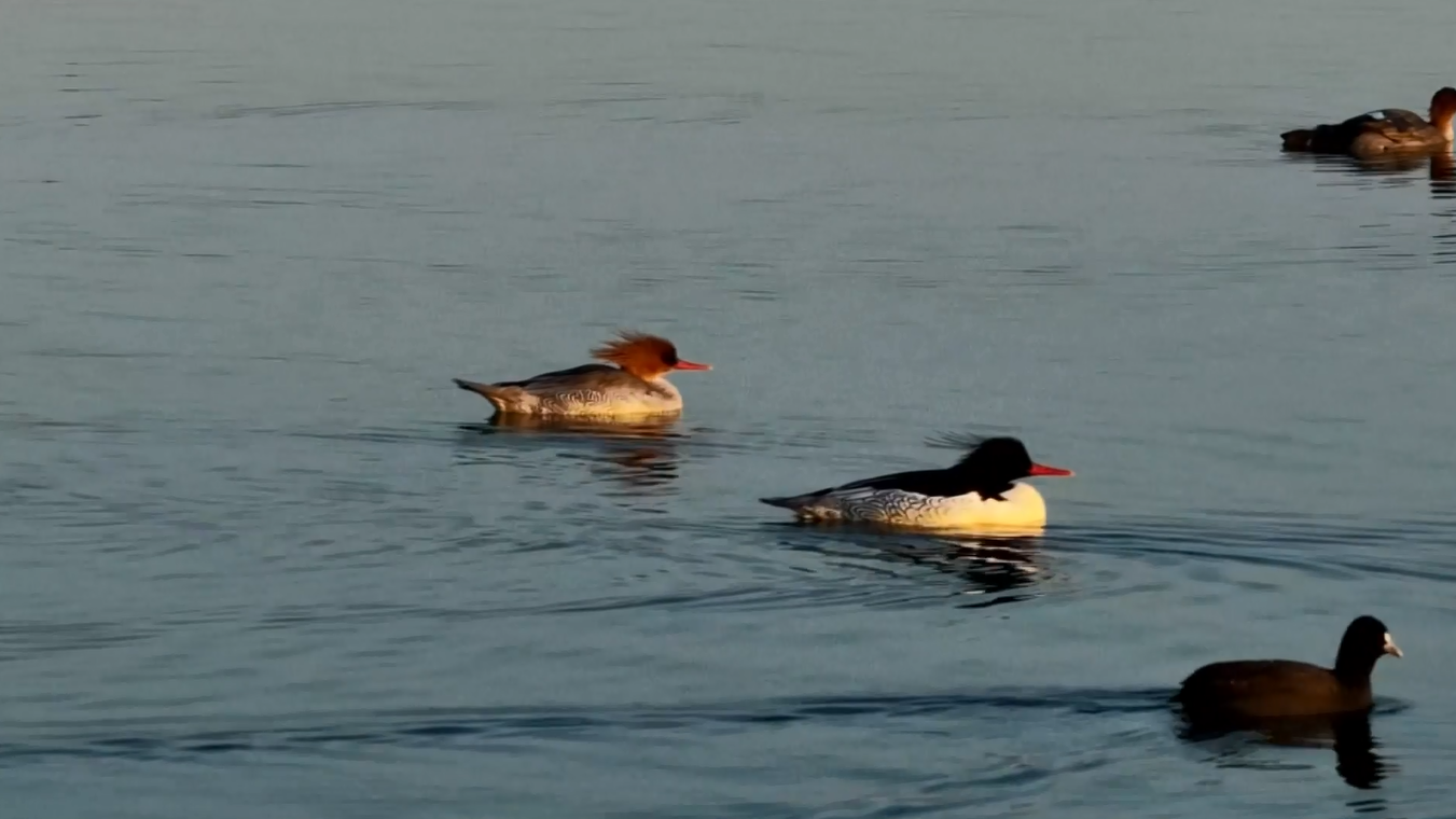 Burung Merganser Tiongkok Terekam untuk Pertama Kalinya di Tiongkok Timur