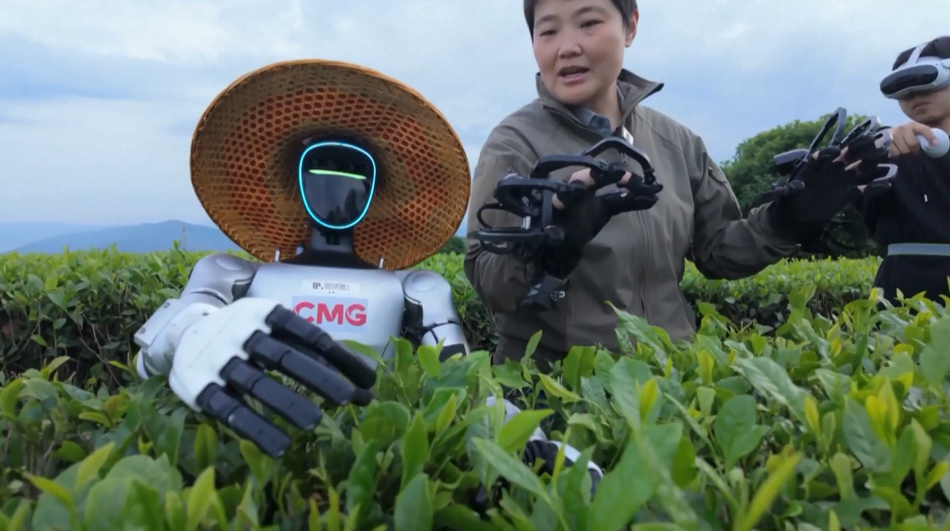 Robot Humanoid Buatan Tiongkok Terlibat dalam Seluruh Proses Pembuatan Teh di Kota Fuding