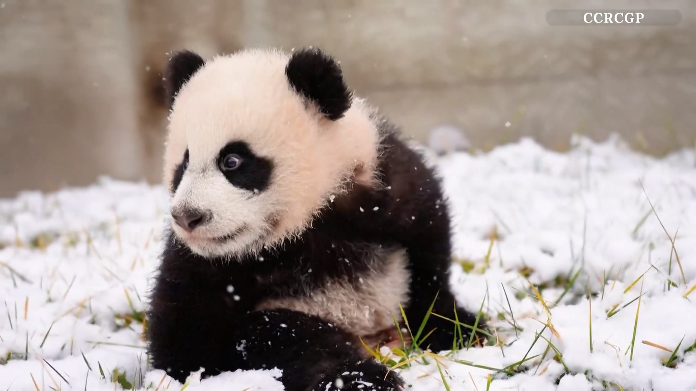 Bayi panda yang lahir pada tahun 2024